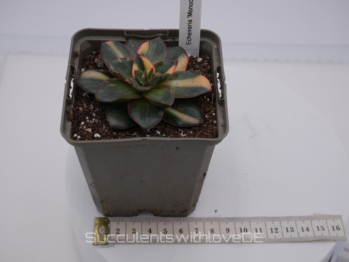 Echeveria 'Monocerotis' var. - schöne und sehr seltene Sukkulente - gelb, grün, rot - Pflanze * Korea Import *