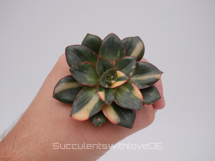 Echeveria 'Monocerotis' var. - schöne und sehr seltene Sukkulente - gelb, grün, rot - Pflanze * Korea Import *