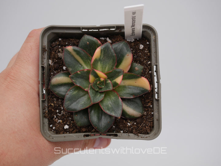 Echeveria 'Monocerotis' var. - schöne und sehr seltene Sukkulente - gelb, grün, rot - Pflanze * Korea Import *