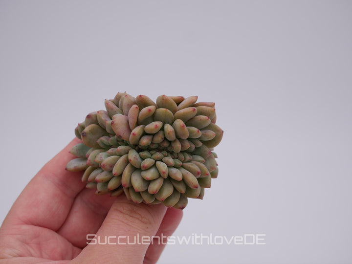 Echeveria 'Ariel' cristata - schöne und sehr seltene Sukkulente - grün, rot - Pflanze * Korea Import *