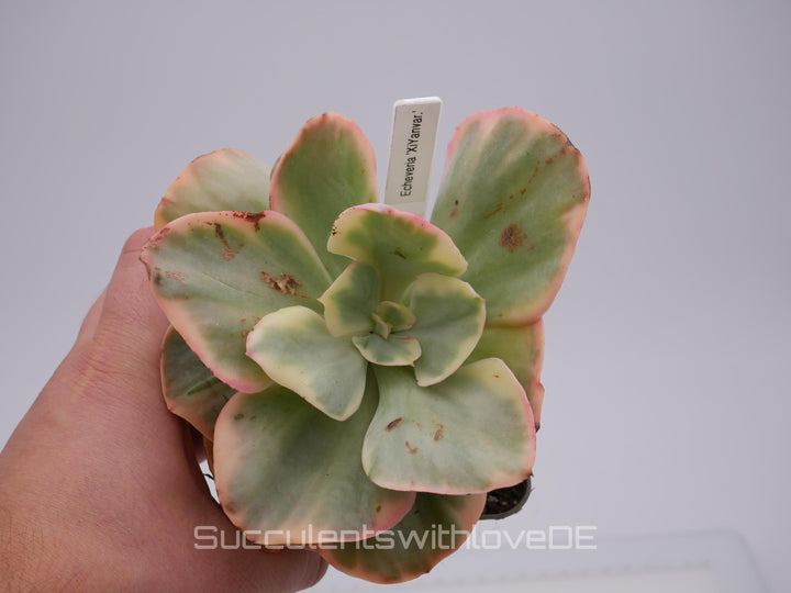 Echeveria 'XiYan' variegated - schöne und sehr seltene Sukkulente - gelb, grün, rot - Pflanze * Korea Import *