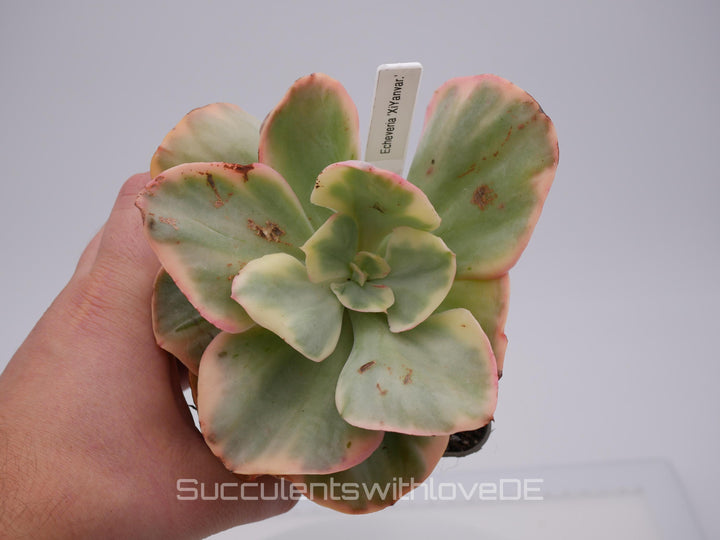 Echeveria 'XiYan' variegated - schöne und sehr seltene Sukkulente - gelb, grün, rot - Pflanze * Korea Import *