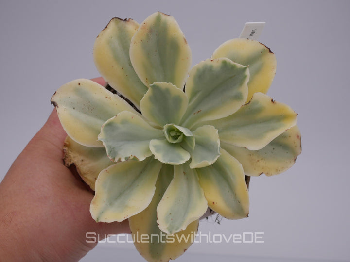 Echeveria 'Moon River' variegated - schöne und sehr seltene Sukkulente - gelb, grün, rot - Pflanze * Korea Import *