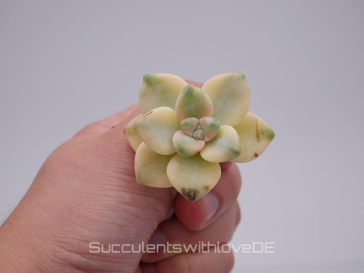 Pachyphytum 'Apricot Beauty' variegated - schöne und sehr seltene Sukkulente - Vermehrungsblatt oder Pflanze