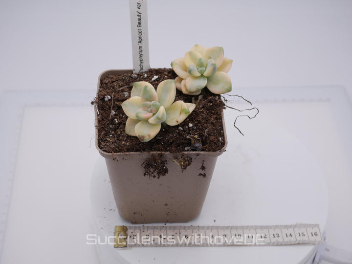 Pachyphytum 'Apricot Beauty' variegated - schöne und sehr seltene Sukkulente - Vermehrungsblatt oder Pflanze