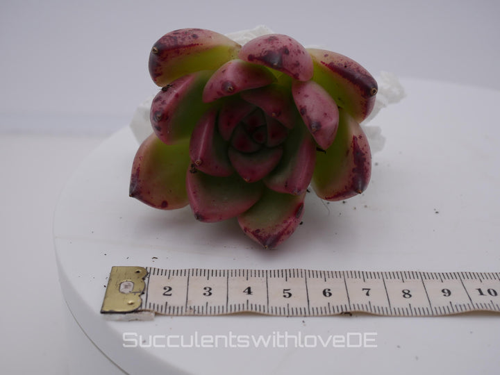 Echeveria agavoides 'Romeo' Hybrid - schöne und seltene Sukkulente - Sukkulente - Pflanze * Korea Import *