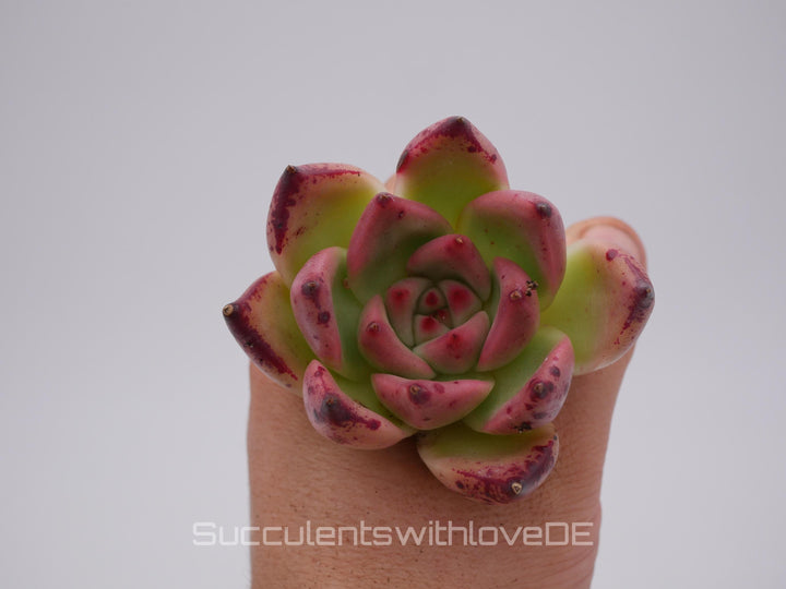 Echeveria agavoides 'Romeo' Hybrid - schöne und seltene Sukkulente - Sukkulente - Pflanze * Korea Import *