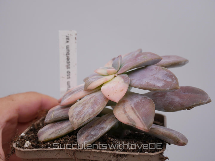 Graptopetalum pentandrum ssp superbum variegated - extrem seltene Sukkulente - Pflanze