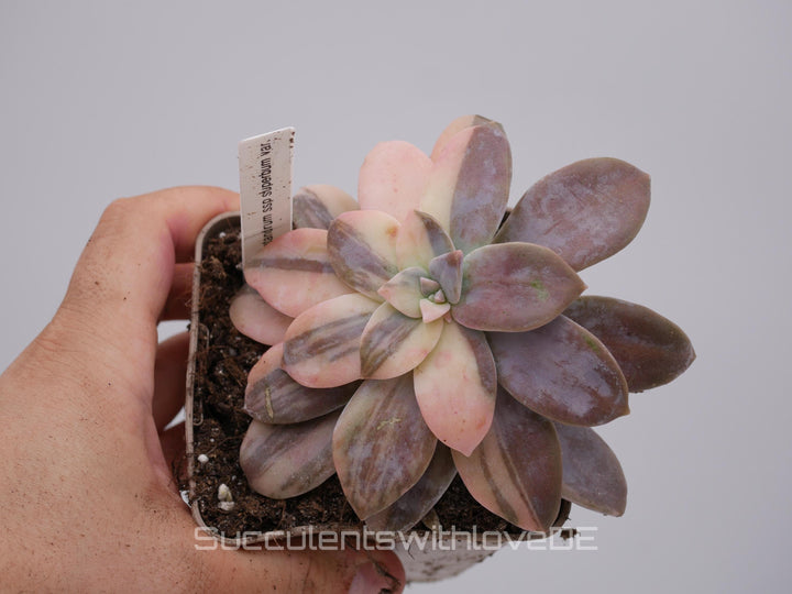 Graptopetalum pentandrum ssp superbum variegated - extrem seltene Sukkulente - Pflanze