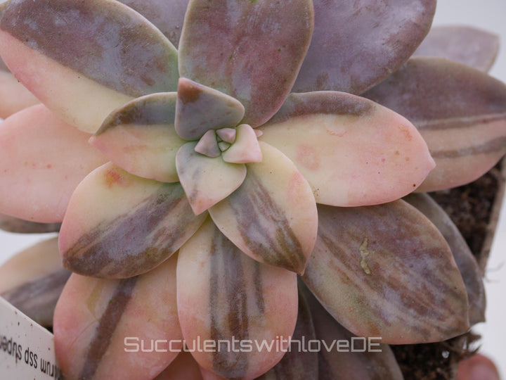 Graptopetalum pentandrum ssp superbum variegated - extrem seltene Sukkulente - Pflanze