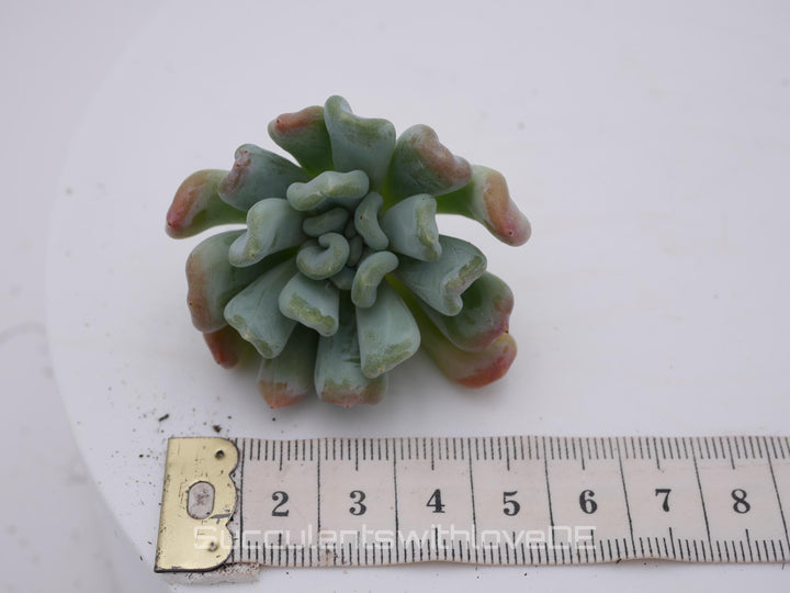 Echeveria 'Iceland' - schöne und seltene Sukkulente - Sukkulente - Pflanze * Korea Import *