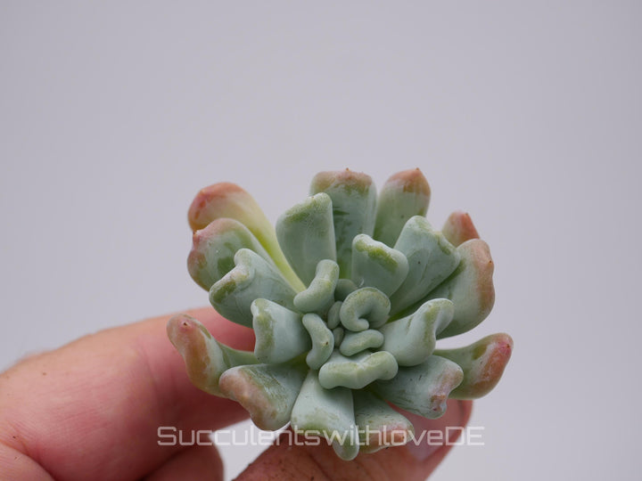 Echeveria 'Iceland' - schöne und seltene Sukkulente - Sukkulente - Pflanze * Korea Import *