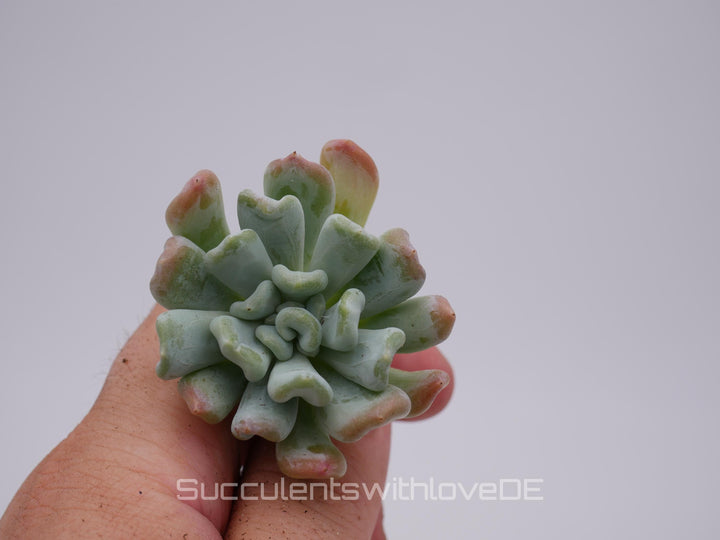 Echeveria 'Iceland' - schöne und seltene Sukkulente - Sukkulente - Pflanze * Korea Import *