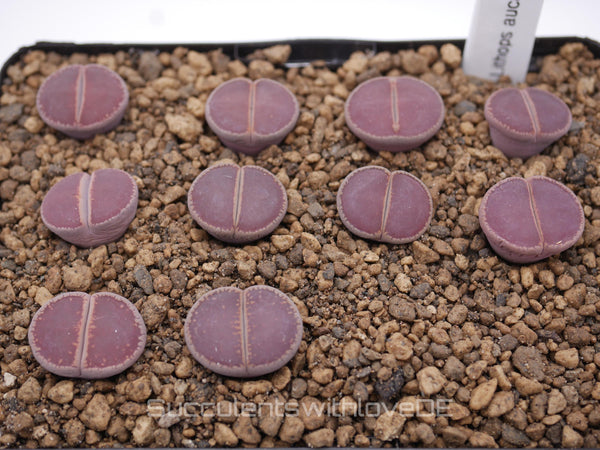 Lithops aucampiae ssp. aucampiae v. aucampiae from Kokerboom Nursery | Lithops Living Stone | Lebender Stein