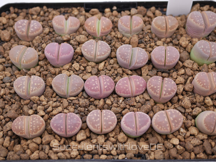 Lithops olivacea v. olivacea | Lithops Living Stone | Lebender Stein