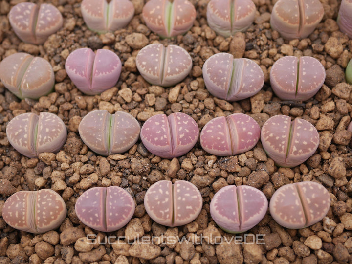 Lithops olivacea v. olivacea | Lithops Living Stone | Lebender Stein