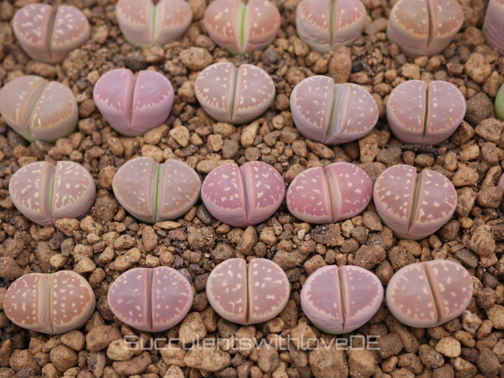 Lithops olivacea v. olivacea | Lithops Living Stone | Lebender Stein