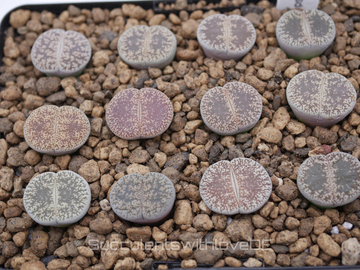 Lithops lesliei ssp. lesliei v. venteri C001 | Lithops Living Stone | Lebender Stein