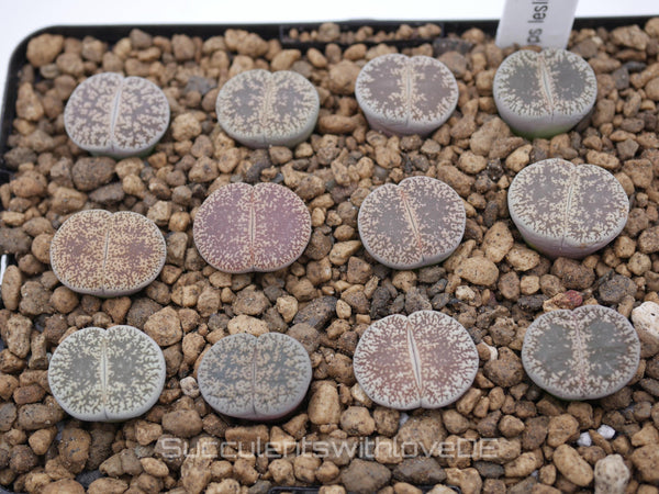 Lithops lesliei ssp. lesliei v. venteri C001 | Lithops Living Stone | Lebender Stein