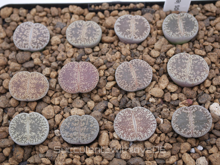 Lithops lesliei ssp. lesliei v. venteri C001 | Lithops Living Stone | Lebender Stein