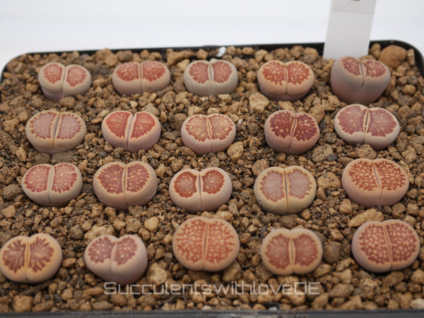 Lithops 'Kikusiyo Giyoku' | Lithops Living Stone | Lebender Stein