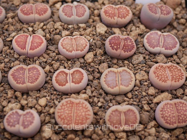 Lithops 'Kikusiyo Giyoku' | Lithops Living Stone | Lebender Stein