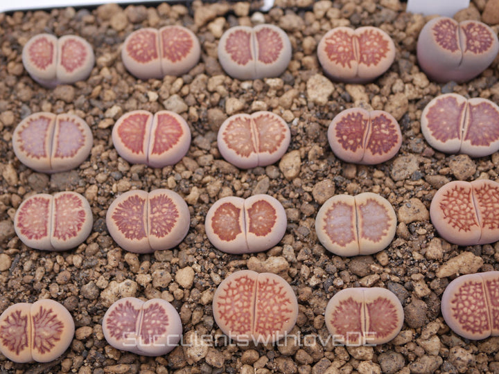 Lithops 'Kikusiyo Giyoku' | Lithops Living Stone | Lebender Stein