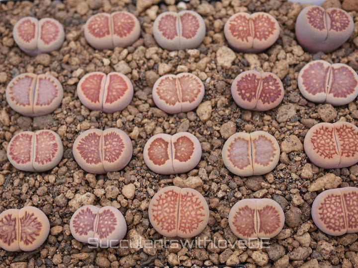 Lithops 'Kikusiyo Giyoku' | Lithops Living Stone | Lebender Stein