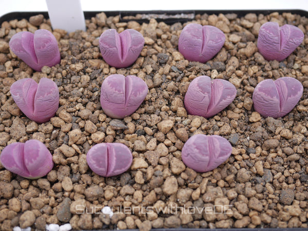 Lithops optica 'Rubra' | Lithops Living Stone | Lebender Stein