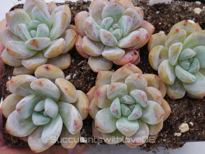 Echeveria 'Fruit Sources' - schöne und seltene Sukkulente - Sukkulente - Pflanze