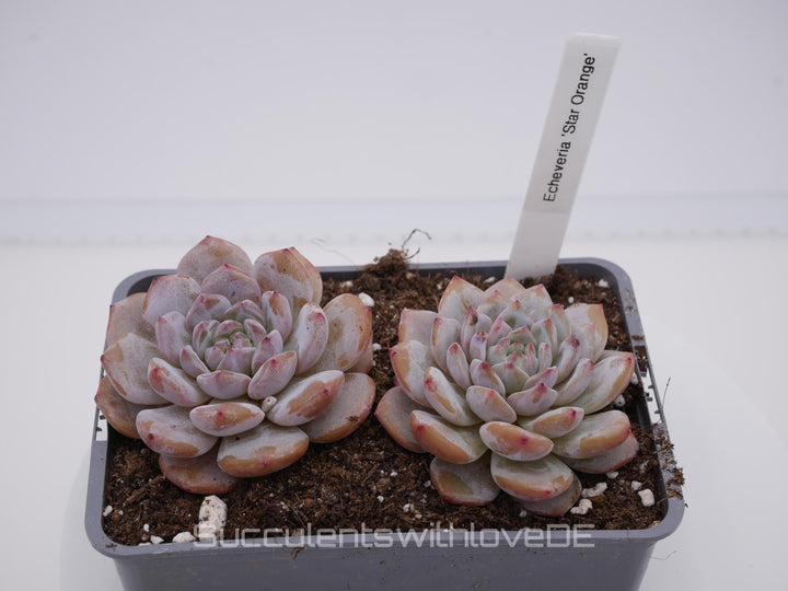 Echeveria 'Star Orange' - schöne und seltene Sukkulente - Sukkulente - Pflanze