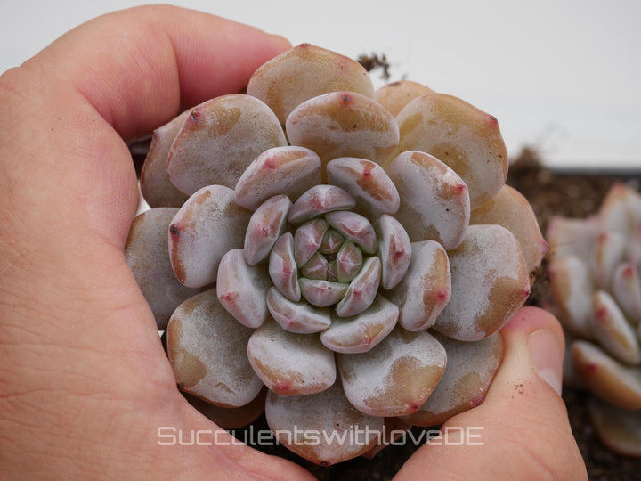 Echeveria 'Star Orange' - schöne und seltene Sukkulente - Sukkulente - Pflanze