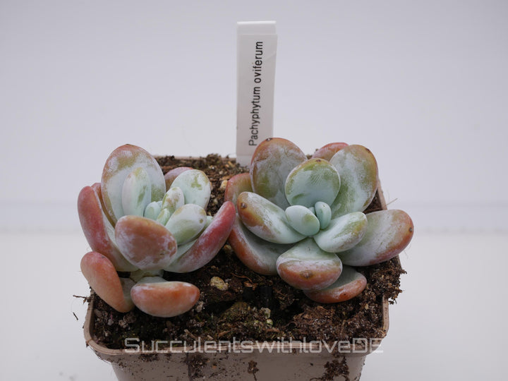 Pachyphytum oviferum - schöne und seltene Sukkulente - Vermehrungsblatt oder Pflanze