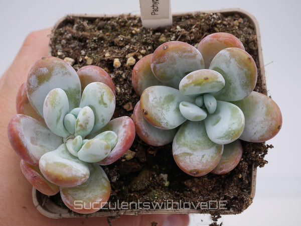 Pachyphytum oviferum - schöne und seltene Sukkulente - Vermehrungsblatt oder Pflanze