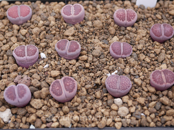 Lithops Kikusiyo Giyoku Hybrid | Lithops Living Stone | Lebender Stein