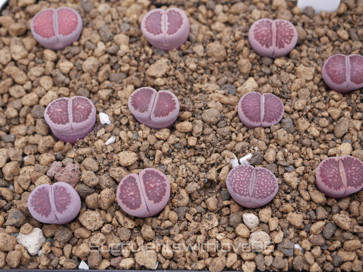 Lithops Kikusiyo Giyoku Hybrid | Lithops Living Stone | Lebender Stein