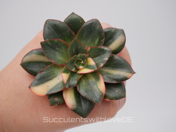 Echeveria 'Monocerotis' var. - schöne und sehr seltene Sukkulente - gelb, grün, rot - Pflanze * Korea Import *