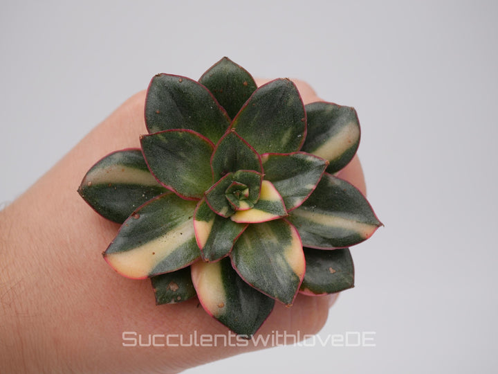 Echeveria 'Monocerotis' var. - schöne und sehr seltene Sukkulente - gelb, grün, rot - Pflanze * Korea Import *