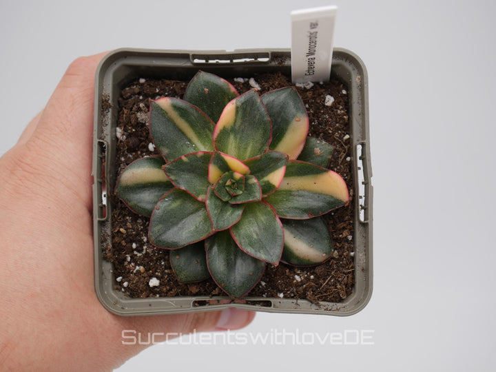 Echeveria 'Monocerotis' var. - schöne und sehr seltene Sukkulente - gelb, grün, rot - Pflanze * Korea Import *