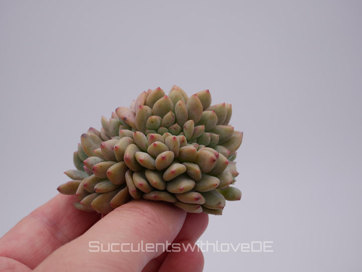 Echeveria 'Ariel' cristata - schöne und sehr seltene Sukkulente - grün, rot - Pflanze * Korea Import *