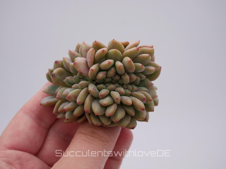 Echeveria 'Ariel' cristata - schöne und sehr seltene Sukkulente - grün, rot - Pflanze * Korea Import *