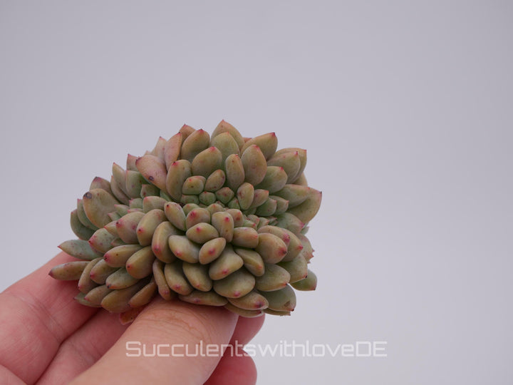 Echeveria 'Ariel' cristata - schöne und sehr seltene Sukkulente - grün, rot - Pflanze * Korea Import *