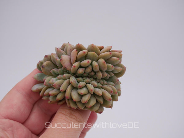 Echeveria 'Ariel' cristata - schöne und sehr seltene Sukkulente - grün, rot - Pflanze * Korea Import *