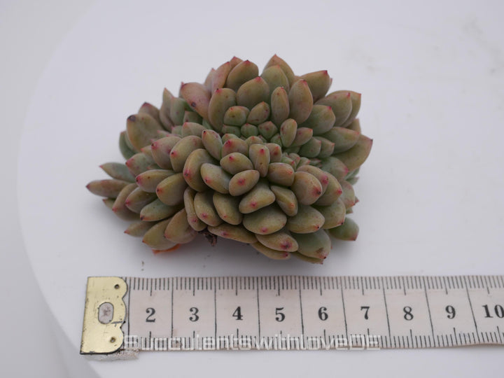 Echeveria 'Ariel' cristata - schöne und sehr seltene Sukkulente - grün, rot - Pflanze * Korea Import *