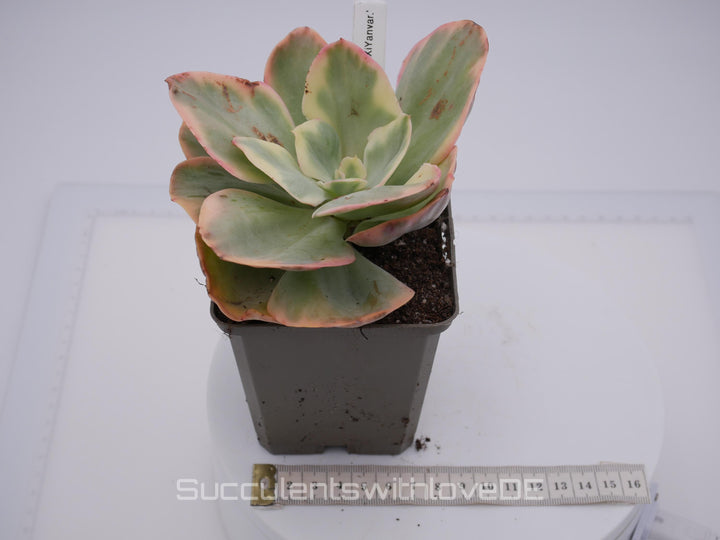 Echeveria 'XiYan' variegated - schöne und sehr seltene Sukkulente - gelb, grün, rot - Pflanze * Korea Import *