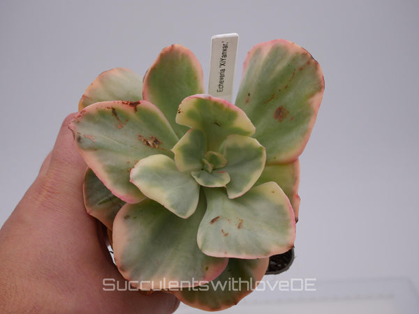 Echeveria 'XiYan' variegated - schöne und sehr seltene Sukkulente - gelb, grün, rot - Pflanze * Korea Import *