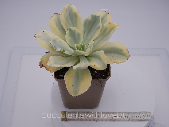 Echeveria 'Moon River' variegated - schöne und sehr seltene Sukkulente - gelb, grün, rot - Pflanze * Korea Import *