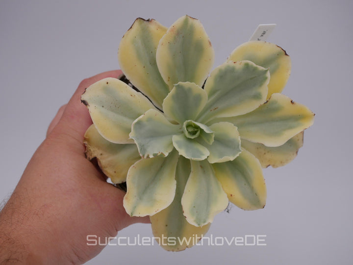 Echeveria 'Moon River' variegated - schöne und sehr seltene Sukkulente - gelb, grün, rot - Pflanze * Korea Import *