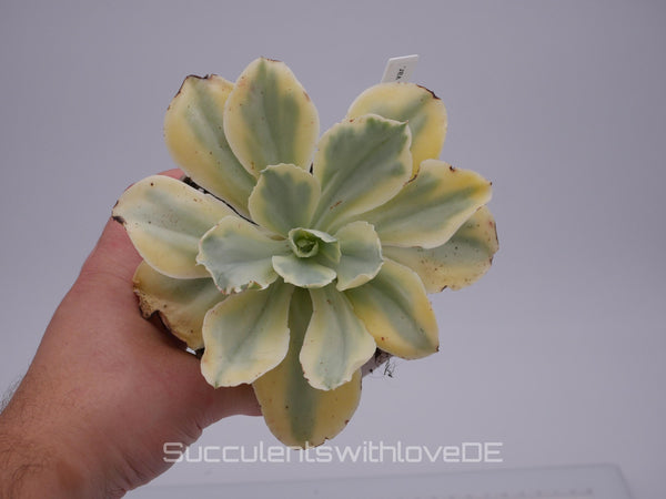 Echeveria 'Moon River' variegated - schöne und sehr seltene Sukkulente - gelb, grün, rot - Pflanze * Korea Import *