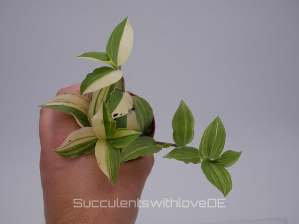 Tradescantia Fluminensis 'Yellow Hill' - schöne Pflanze in grün und gelb - Steckling oder Pflanze